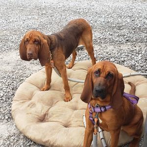 Meet your Posher, Draven